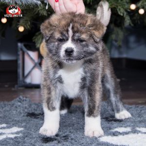 DSC 9644 kopia (Copy)